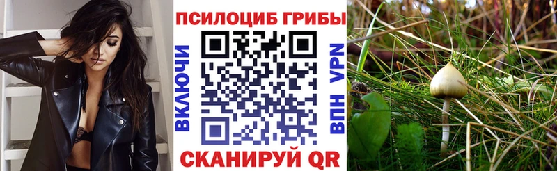 Галлюциногенные грибы Psilocybe  Бугульма 